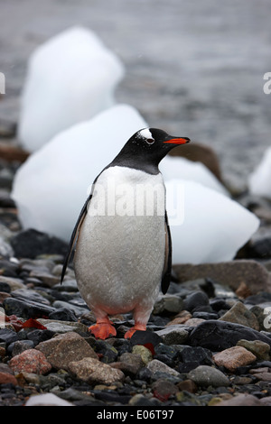 einzelne Gentoo Penguin stehen am felsigen Strand Cuverville Island Antarktis Stockfoto