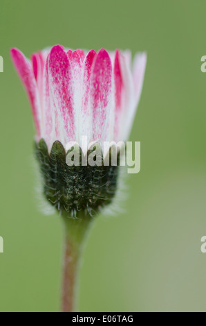 Detaillierte Aufnahme einer jungen Daisy Blume an einem kalten Frühlingsmorgen Cumbrian Wiese Stockfoto