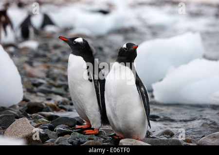 zwei Pinguine am felsigen Strand in Gentoo-Pinguin-Kolonie auf Cuverville island, Antarktis Stockfoto