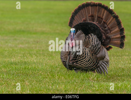 Wilder Truthahn stolziert für einen Kumpel im Frühjahr Paarungszeit. Stockfoto