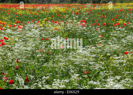 Mohn und weiß und gelb bunte Wildblumen auf einer Wiese in der Toskana Stockfoto