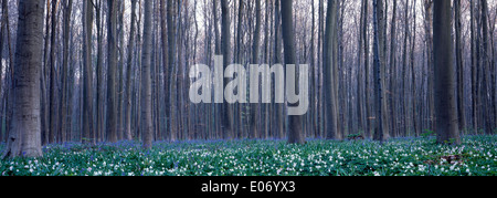 Panorama-Aufnahme des wilden Holz Anemonen vor dem Hintergrund der alten Bäume in einem Wald, Hallerwoods, Halle, Belgien. Stockfoto