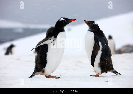 Juvenile jungen Pinguine mit Mauser Daunenfedern in Gentoo-Pinguin-Kolonie in der Antarktis Cuverville island Stockfoto