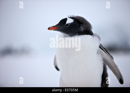 Juvenile Pinguin vergießen Daunenfedern in Gentoo-Pinguin-Kolonie in der Antarktis Cuverville island Stockfoto