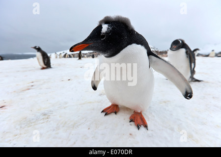Pinguin in Gentoo-Pinguin-Kolonie in der Antarktis Cuverville island Stockfoto