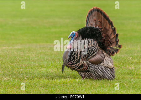 Wilder Truthahn stolziert für einen Kumpel im Frühjahr Paarungszeit. Stockfoto