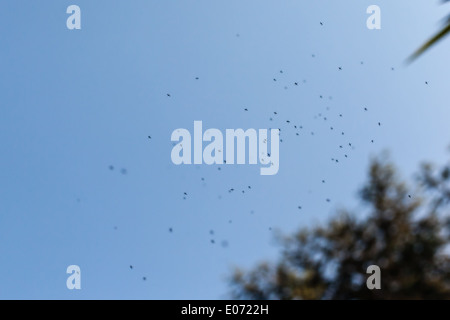 ein Schwarm von lästigen Mücken fliegen über einen blauen Himmel Stockfoto