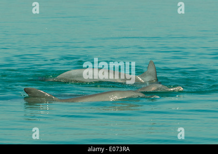 Flasche – Nosed Delphine in Prinz Frederick Harbourr, Kimberley, Western Australia, Australien Stockfoto