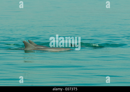 Flasche – Nosed Delphine in Prinz Frederick Hafen, Kimberley, Western Australia, Australien Stockfoto