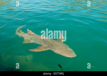 Tawny Ammenhai im Talbot Bay, Kimberley, Western Australia, Australien Stockfoto