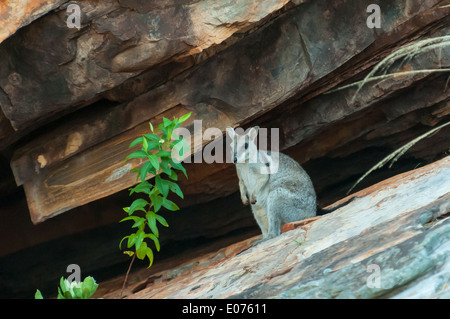 Short-eared Rock Wallaby in Höhle am Talbot Creek, Kimberley, Western Australia, Australien Stockfoto