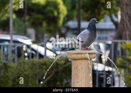 eine Taube sitzt auf der Spitze eines Brunnens Stockfoto