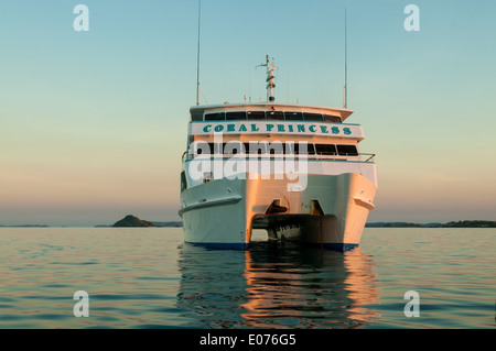 Coral Princess in Strickland Bay, Kimberley, Western Australia, Australien Stockfoto