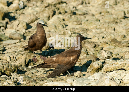 Gemeinsamen Schlankschnabelnoddies an Lacepede Inseln, Kimberley, Western Australia, Australien Stockfoto