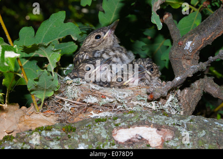 Baby-Vögel (Grauschnäpper) an ihr Nest auf einem Ast Stockfoto