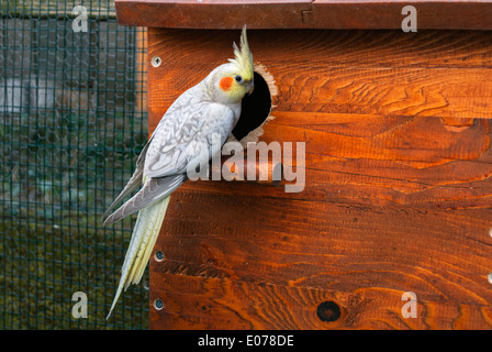 Nymphensittich Vogel und Nistkasten Stockfoto