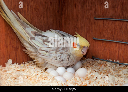 Ein Nymphensittich Vogel im Nistkasten Inkubation von Eiern Stockfoto