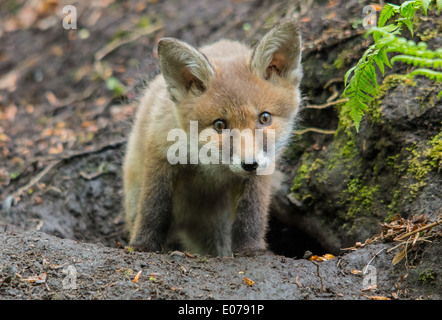 Urban Red Fox cub Stockfoto