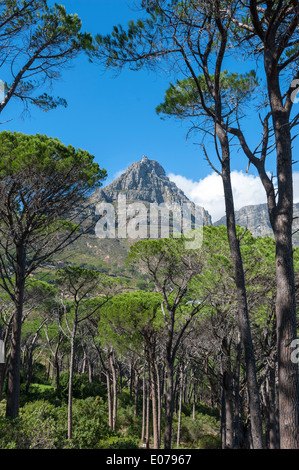 Bergstation der Seilbahn auf den Tafelberg, Blick vom Wald unten, Cape Town, Südafrika Stockfoto