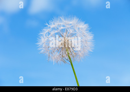 Ein Löwenzahn auf Himmelshintergrund Stockfoto