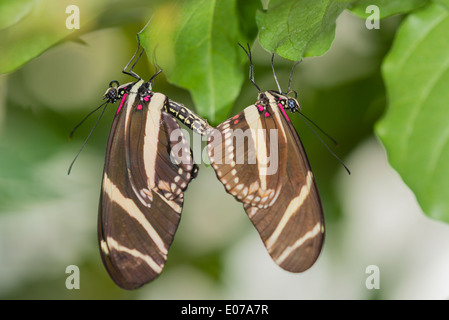 Ein paar der Paarung Zebra Longwings Stockfoto