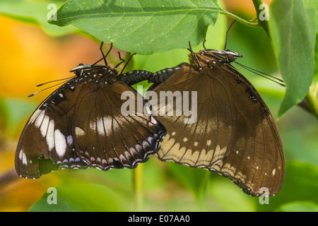Gemeinsame Eggfly Schmetterlinge Paarung Stockfoto