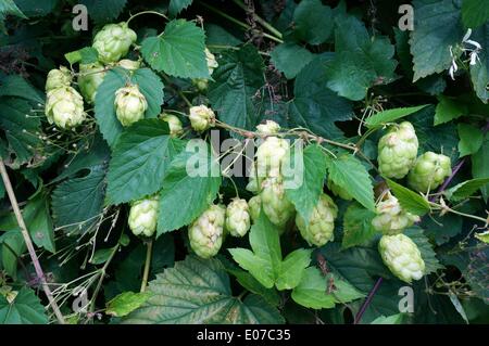 Bad Orb, Deutschland. 04. September 2013. Common Hop (Humulus lupulus) wächst im Kurpark in Bad Orb, Deutschland, 04. September 2013. Fotoarchiv für Zeitgeschichte - KEIN KABELDIENST/dpa/Alamy Live News Stockfoto