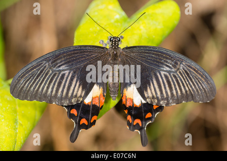 Eine große gelbe Mormone Schmetterling Stockfoto