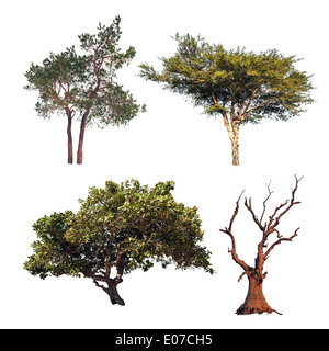 Baum-Sammlung. Vier verschiedene Bäume isoliert auf weißem Hintergrund Stockfoto