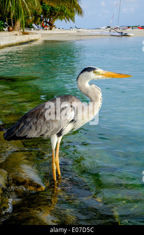 Grau-Chiron am Strand. Malediven Indischer Ozean. Stockfoto