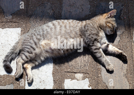 Katze Nickerchen außerhalb des Dambulla-Höhle-Tempels in Sri Lanka Stockfoto