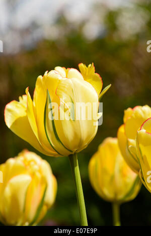 4. Mai 2014 - Hempstead, New York, USA - 31. jährliche Dutch Festival, im Freien auf der South Campus der Hofstra University verfügt über Tulpen, wie diese gelbe mit grünen Streifen in voller Blüte auf Campus, mit über 100 Sorten in den Tulip-Sampler-Garten. Die Long Island-Tradition hatte Unterhaltung, Aktivitäten und einem Pflanzenverkauf. (Kredit-Bild: © Ann Parry/ZUMAPRESS.com) Stockfoto