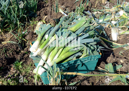 Bio Lauch frisch gegraben, aus einem Garten im Süden von England. Stockfoto