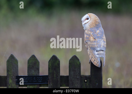 Schleiereule Tyto Alba, Erwachsene, Perhced auf Tor mit "Beware of the Dog"-Zeichen, Hawk Conservancy Trust, Hampshire, UK im September. Stockfoto
