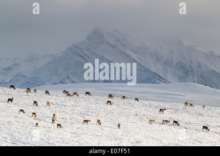 Caribou Rangifer Tarandus Herde Kreuzung Schneefelder, Dalton Highway, Brooks Range, Alaska im Oktober. Stockfoto