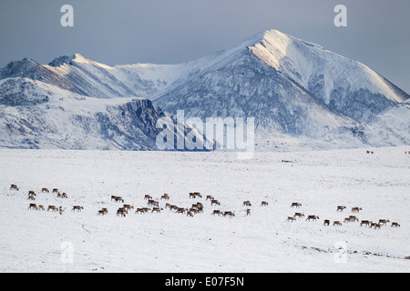 Caribou Rangifer Tarandus Herde Kreuzung Schneefelder, Dalton Highway, Brooks Range, Alaska im Oktober. Stockfoto