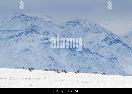 Caribou Rangifer Tarandus Herde Kreuzung Schneefelder, Dalton Highway, Brooks Range, Alaska im Oktober. Stockfoto