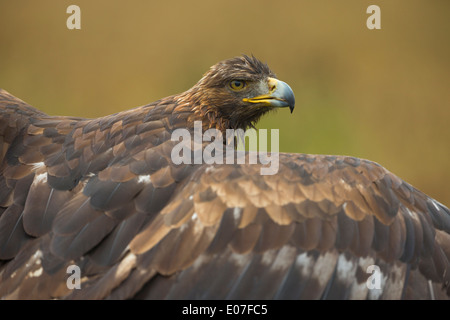 Steinadler Aquila Chrysaetos, Erwachsene weibliche, mit Flügel ausgestreckt, Hawk Conservancy Trust, Hampshire im September. Stockfoto