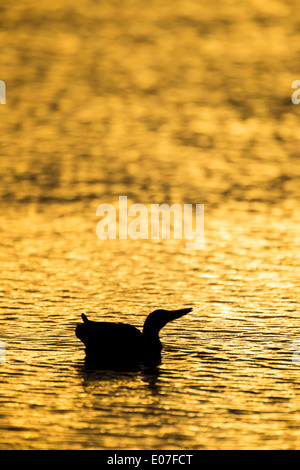 Nördlichen Löffelente Anas Clypeata, Männlich, auf flache Lagune bei Sonnenaufgang, Brownsea Island, Dorset, UK im Oktober. Stockfoto