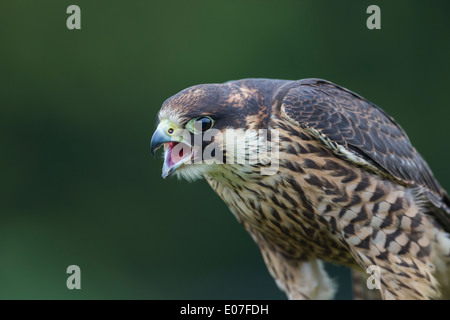 Wanderfalken Falco Peregrinus (Captive), juvenile, Berufung in Regendusche, Hawk Conservancy Trust, Hampshire im September. Stockfoto