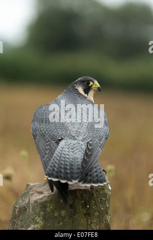 Wanderfalken Falco Peregrinus (Captive), Erwachsene, thront auf Felsen, Hawk Conservancy Trust, Hampshire im September. Stockfoto