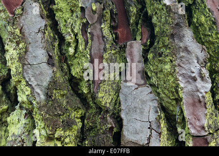 Nahaufnahme der gemusterten Kieferrinde mit Algar und Flechten, Brownsea Island, Dorset, Großbritannien im Oktober. Stockfoto