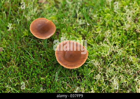 Rufous Milkcap Lactarius Rufus, wachsen im Kiefer Wald mit Moosen, Flechten und Grass, Brownsea Island, Dorset, Großbritannien im Oktober. Stockfoto