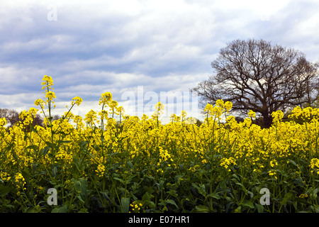 Raps Brassica Juncea in einem Feld. Stockfoto