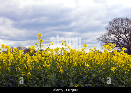 Raps Brassica Juncea in einem Feld. Stockfoto