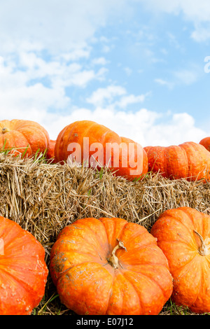 große orange Kürbisse vor blauem Himmel Stockfoto