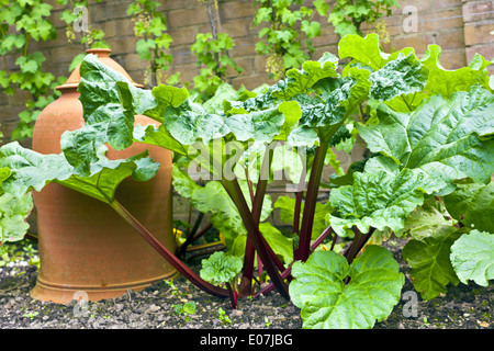 Rhabarber-Anlage und einem Terrakotta-Cloche im Gemüsebeet. Stockfoto