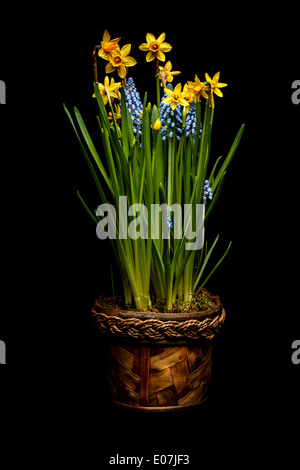 Frühlingsblumen in Topf Stockfoto