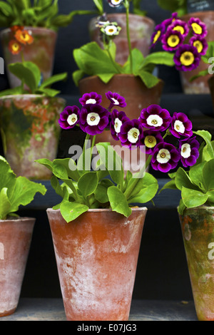 Primula Auricula Primulaceae in einem Terrakotta-Topf. Stockfoto