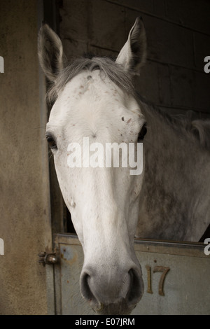 Blick über Stalltür Rennpferd Stockfoto